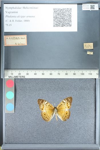 Media type: image;   Entomology 158949